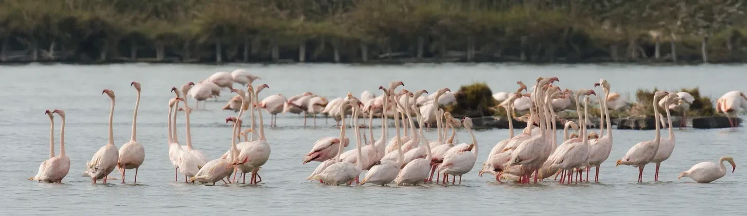 Tour naturalistico a Venezia